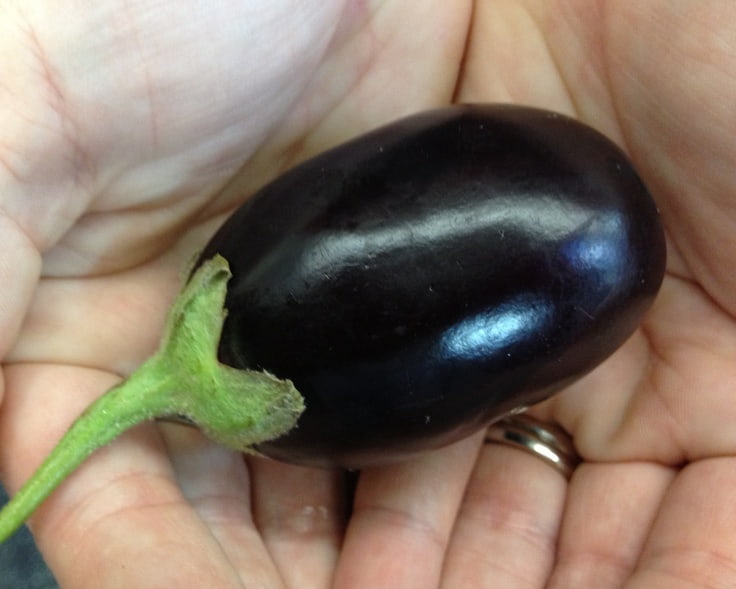 تصویر 4 از بادمجان ریز یک دست ارگانیک با پوست نازک و طعم ملایم